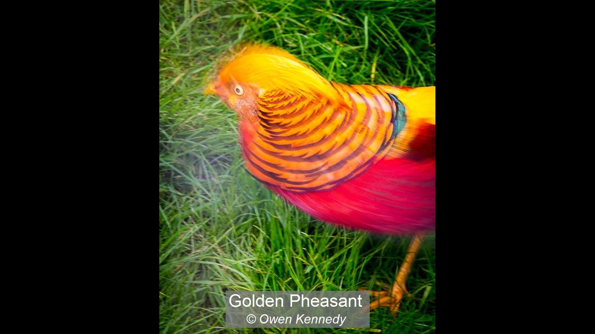 18_Golden Pheasant_Owen Kennedy